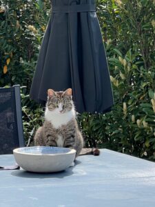 XL Vogeltränke Katrin